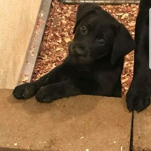 Meet your Posher, Trisha